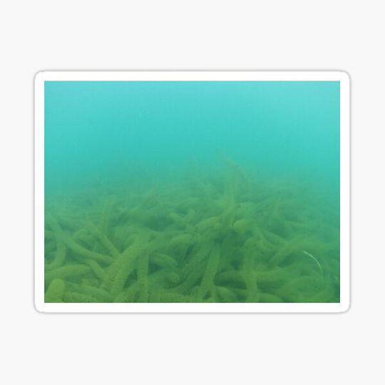 Discover Canadian Scenery: Lake Underwater