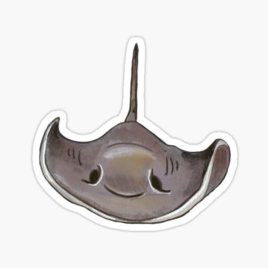Discover Southern Stingray