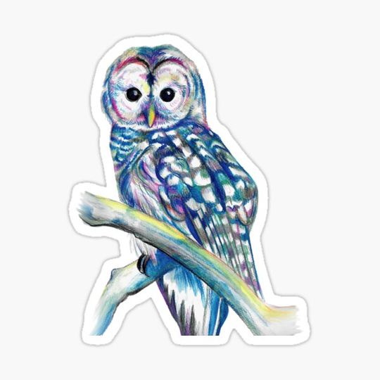 Discover Owl, colourful owl art