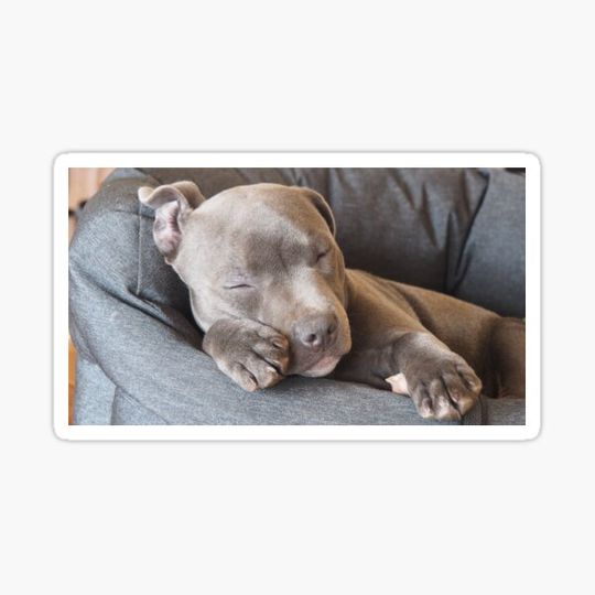 Discover Gorgeous sleeping blue staffy puppy