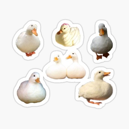 Discover Duck Pack