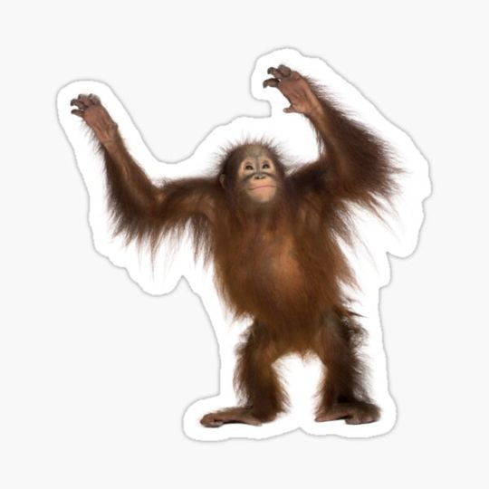 Discover Chimpanzee Sticker