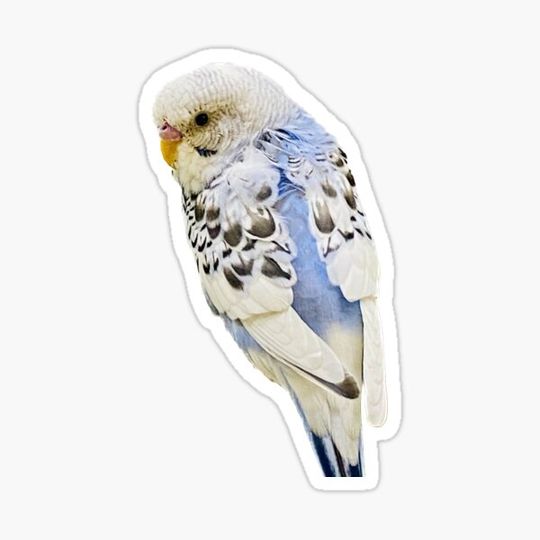 Discover Parakeet - Female Sky Blue and White Opaline Spangled