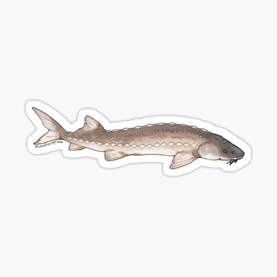 Discover White sturgeon