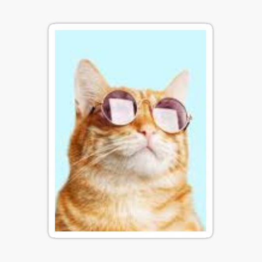 Discover Glasses Cat