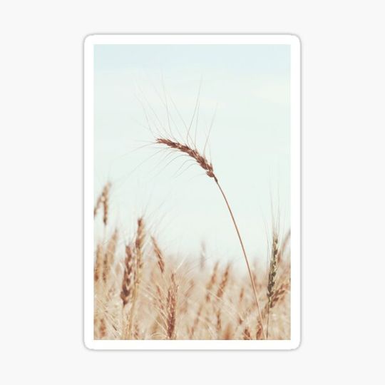 Discover Golden Wheat Against Blue Sky