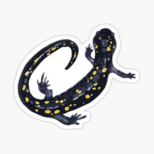 Discover Spotted Salamander
