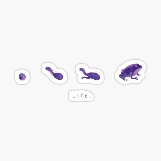 Discover This is life. - frog cycle of life