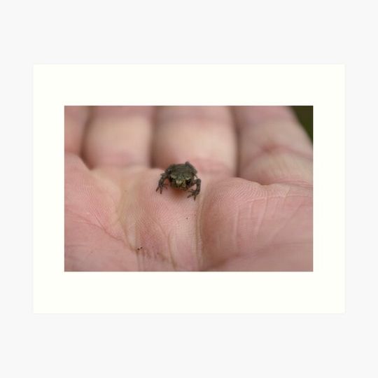 Discover Frog with Attitude