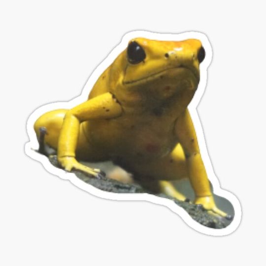 Discover Yellow banana frog