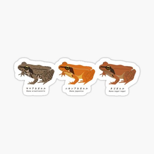 Discover Brown frog in Japan