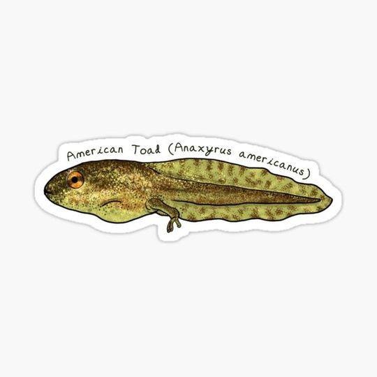 Discover American Toad pollywog by Woodsmith