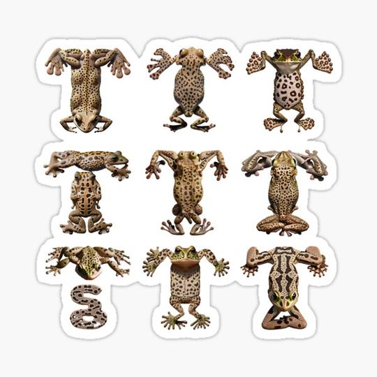 Discover TOADS in T Shape