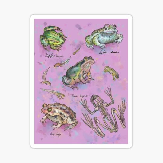 Discover Frogs (pink)