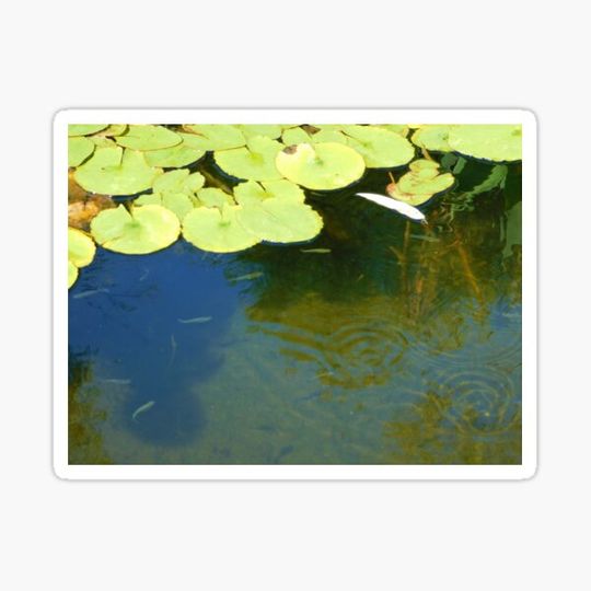 Discover Tadpoles