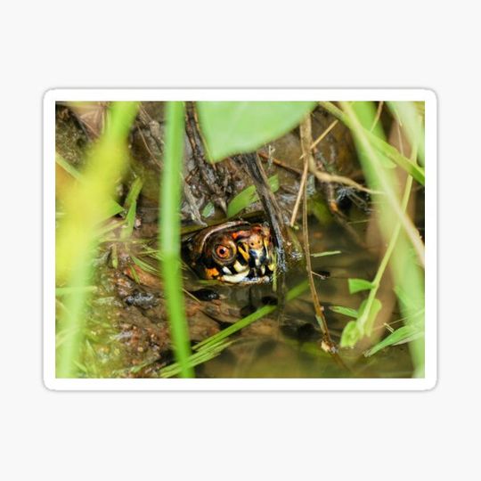 Discover Box Turtle and Tadpoles