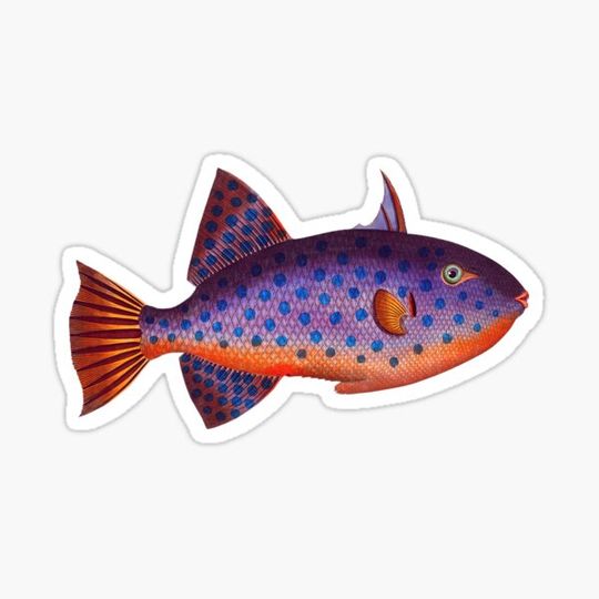 Discover A fantastic colourful tropical Fish