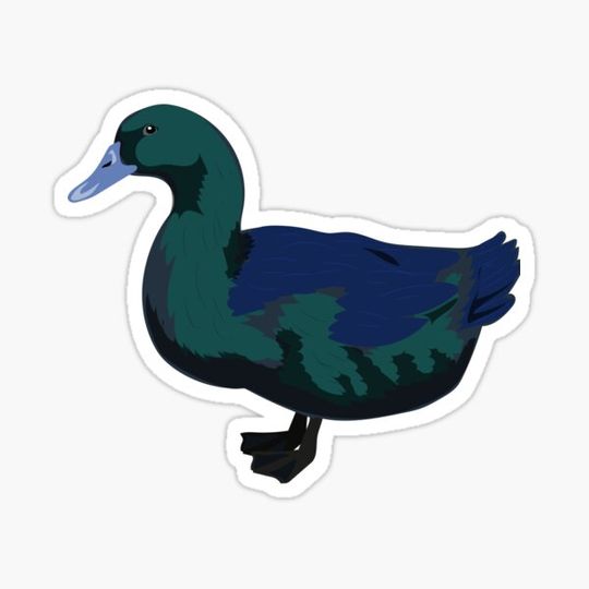 Discover Cayuga Duck Sticker Art
