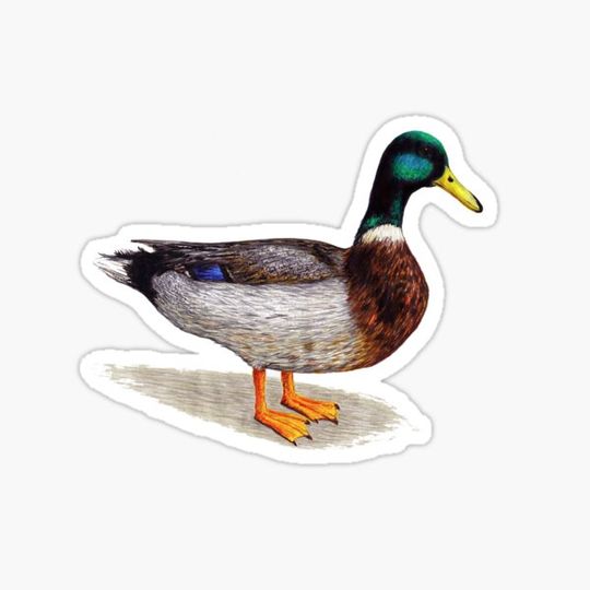 Discover Duck
