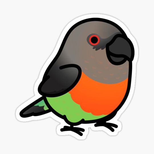 Discover Chubby Red-bellied Parrot Male