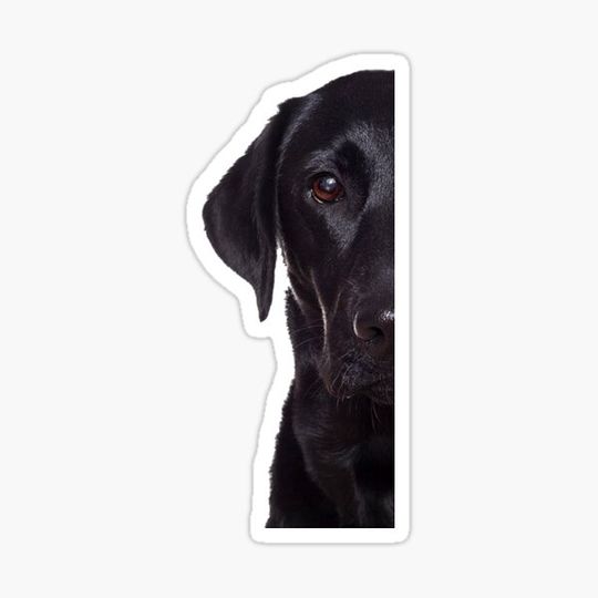 Discover Black Lab