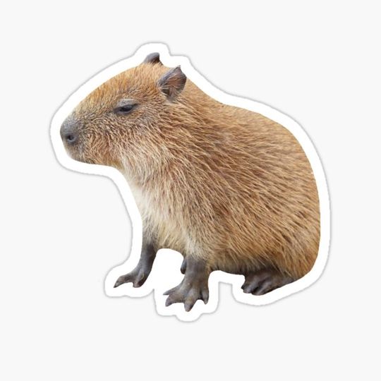 Discover Baby Capybara