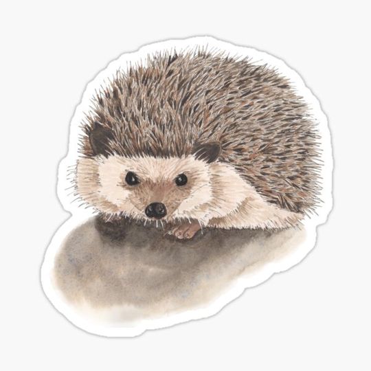 Discover Hedgehog