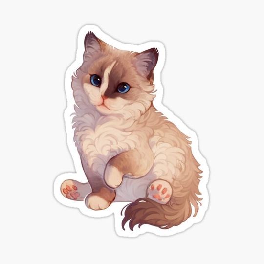 Discover Ragdoll kitten
