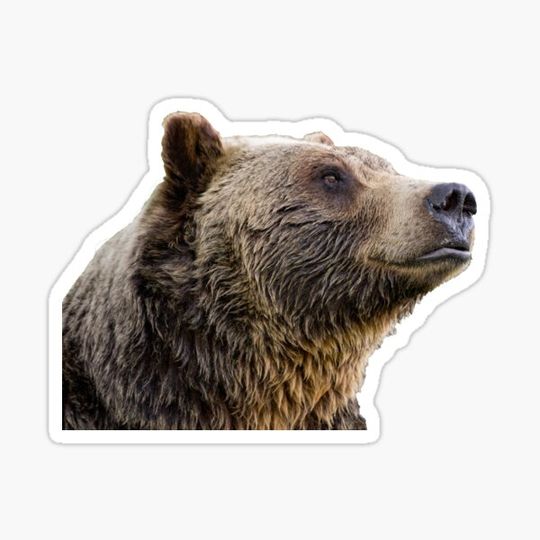 Discover Bear thinking great thoughts