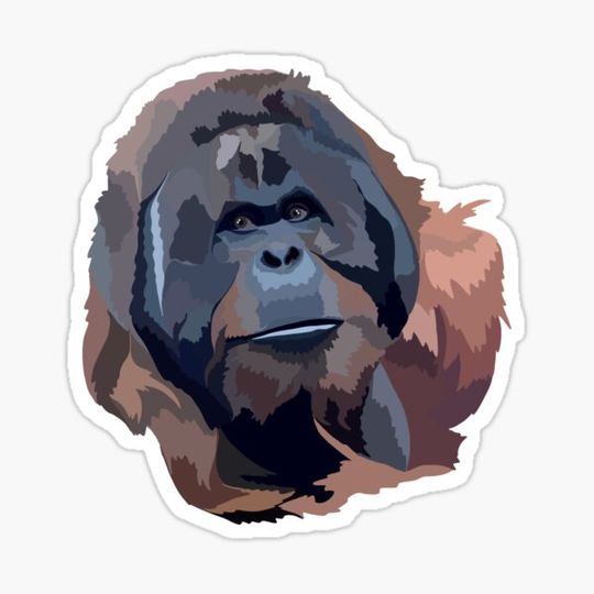 Discover O is for Orangutan