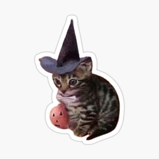 Discover spooky kitty