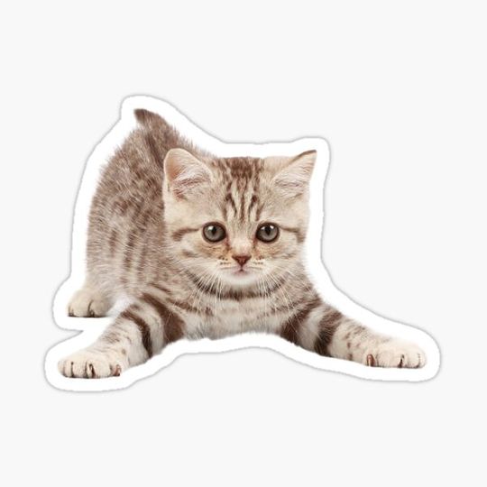 Discover Kitty