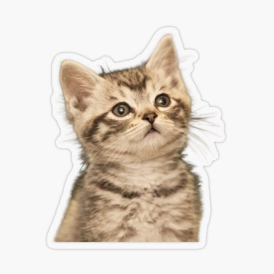Discover Cute cat/ kitten with adorable eyes design