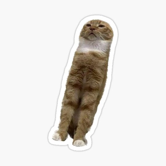 Discover Cat meme