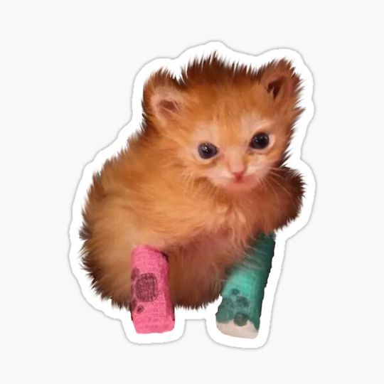 Discover Tater tot cat