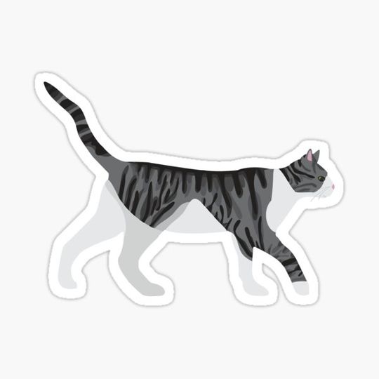Discover Gray and White Cat