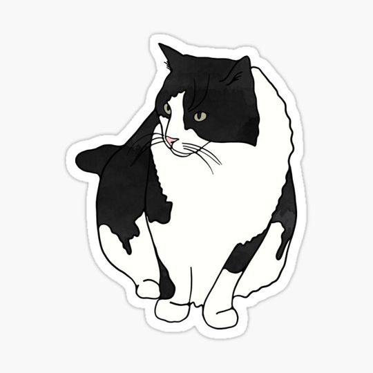 Discover Black and White Cat