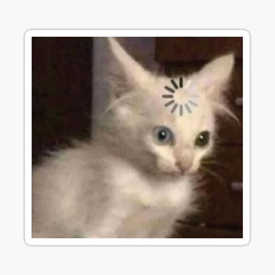 Discover loading kitten