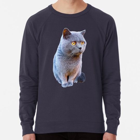 Discover British Shorthair Cat Blue
