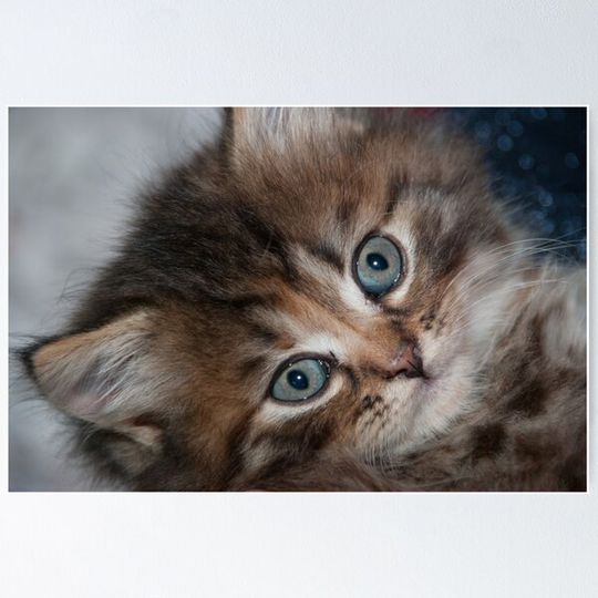 Discover Petit chat