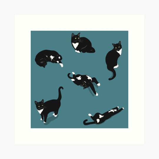 Discover Cat Pattern