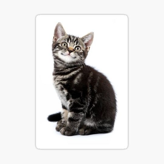 Discover Gray striped cute kitten with big eyes