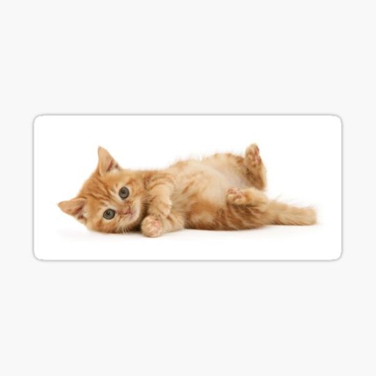 Discover Laid out Ginger Kitten