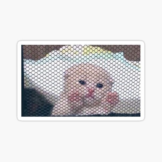 Discover Sad Kitty
