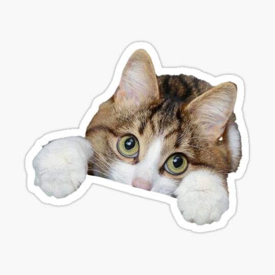 Discover Funny cat