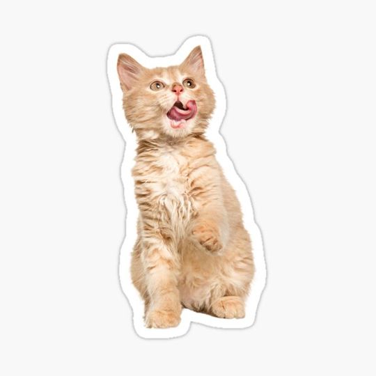 Discover funny cool cat