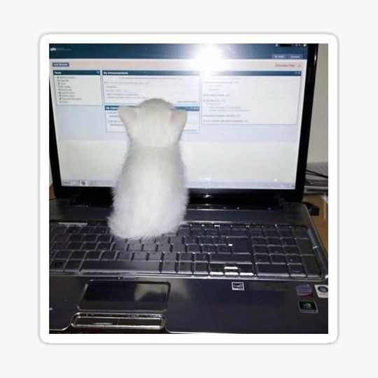 Discover Computer Kitty