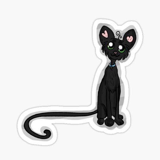 Discover Black Kitten ;