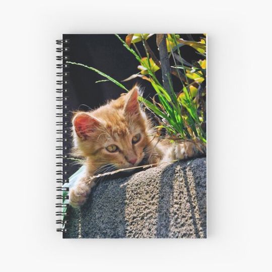 Discover GINGER KITTEN