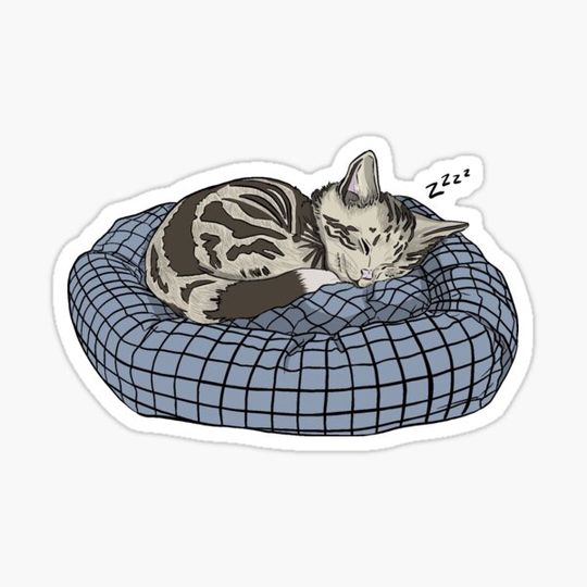 Discover Sleepy Kitten